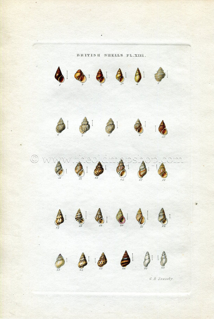 G B Sowerby Antique Shell Print, 1859 1st edition. Hand Coloured Engraving, Book Plate XIII