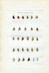 G B Sowerby Antique Shell Print, 1859 1st edition. Hand Coloured Engraving, Book Plate XIII