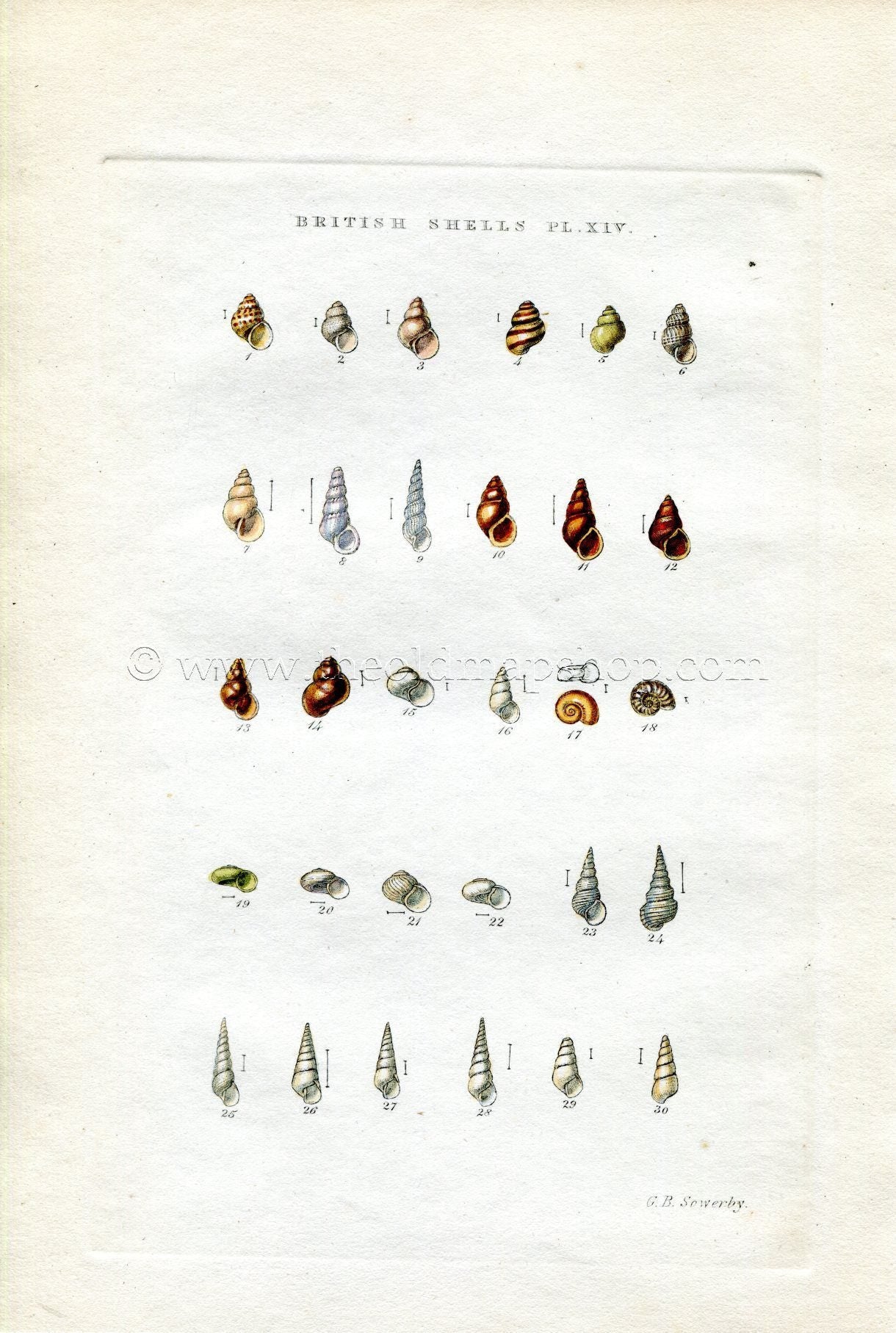 G B Sowerby Antique Shell Print, 1859 1st edition. Hand Coloured Engraving, Book Plate XIV