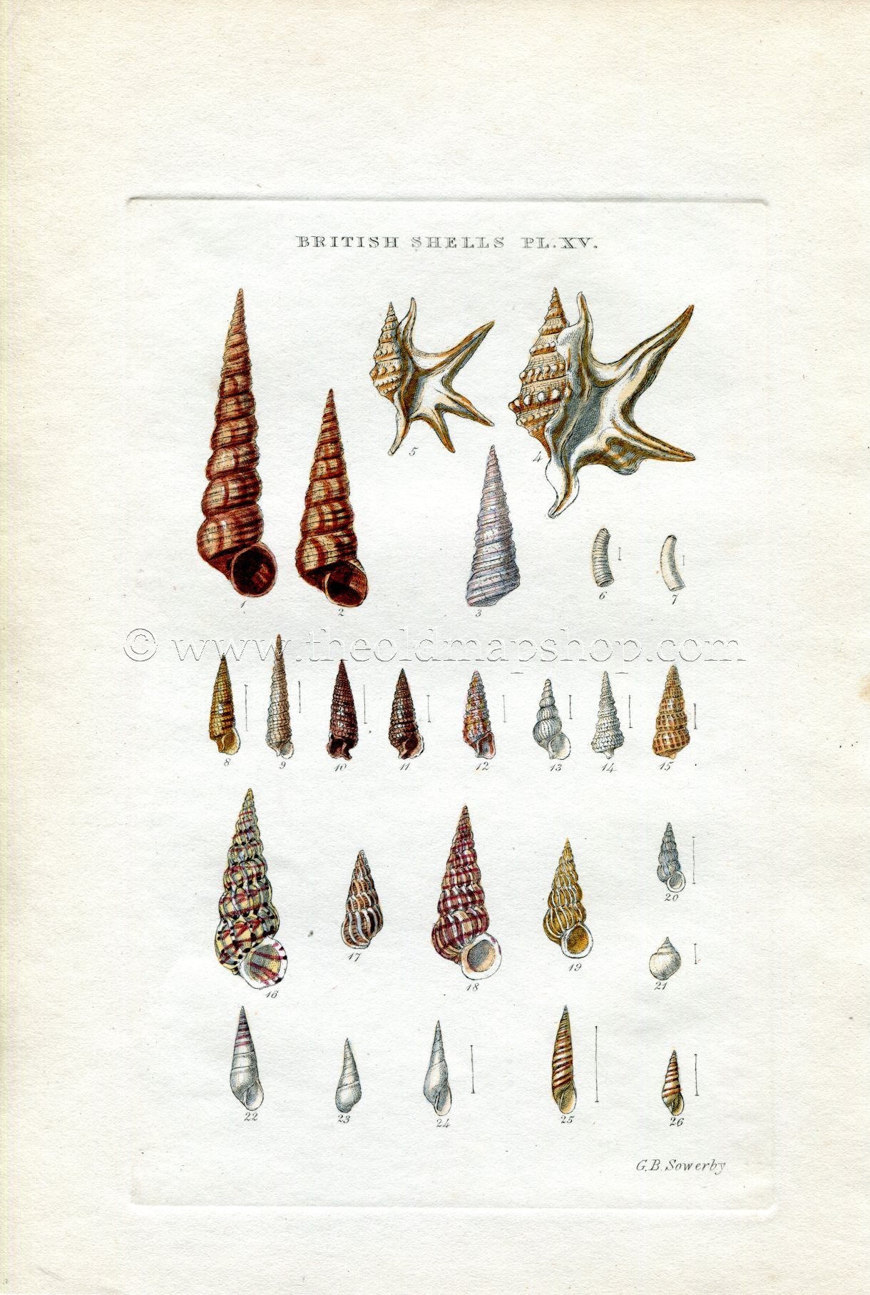 G B Sowerby Antique Shell Print, 1859 1st edition. Hand Coloured Engraving, Book Plate XV