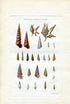 G B Sowerby Antique Shell Print, 1859 1st edition. Hand Coloured Engraving, Book Plate XV