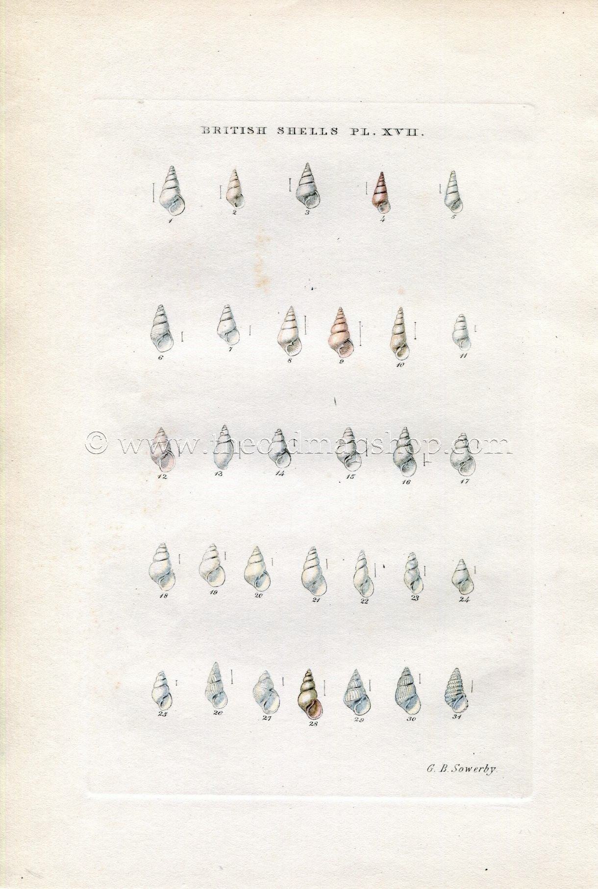 G B Sowerby Antique Shell Print, 1859 1st edition. Hand Coloured Engraving, Book Plate XVII