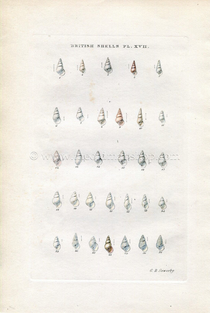 G B Sowerby Antique Shell Print, 1859 1st edition. Hand Coloured Engraving, Book Plate XVII