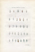 G B Sowerby Antique Shell Print, 1859 1st edition. Hand Coloured Engraving, Book Plate XVII