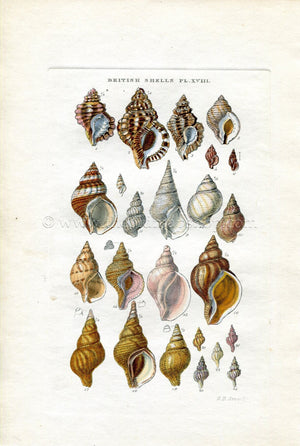 G B Sowerby Antique Shell Print, 1859 1st edition. Hand Coloured Engraving, Book Plate XVIII