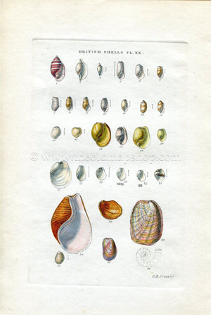 G B Sowerby Antique Shell Print, 1859 1st edition. Hand Coloured Engraving, Book Plate XX