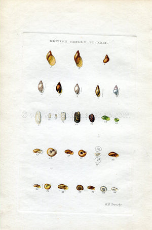 G B Sowerby Antique Shell Print, 1859 1st edition. Hand Coloured Engraving, Book Plate XXII