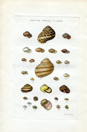 G B Sowerby Antique Shell Print, 1859 1st edition. Hand Coloured Engraving, Book Plate XXIII
