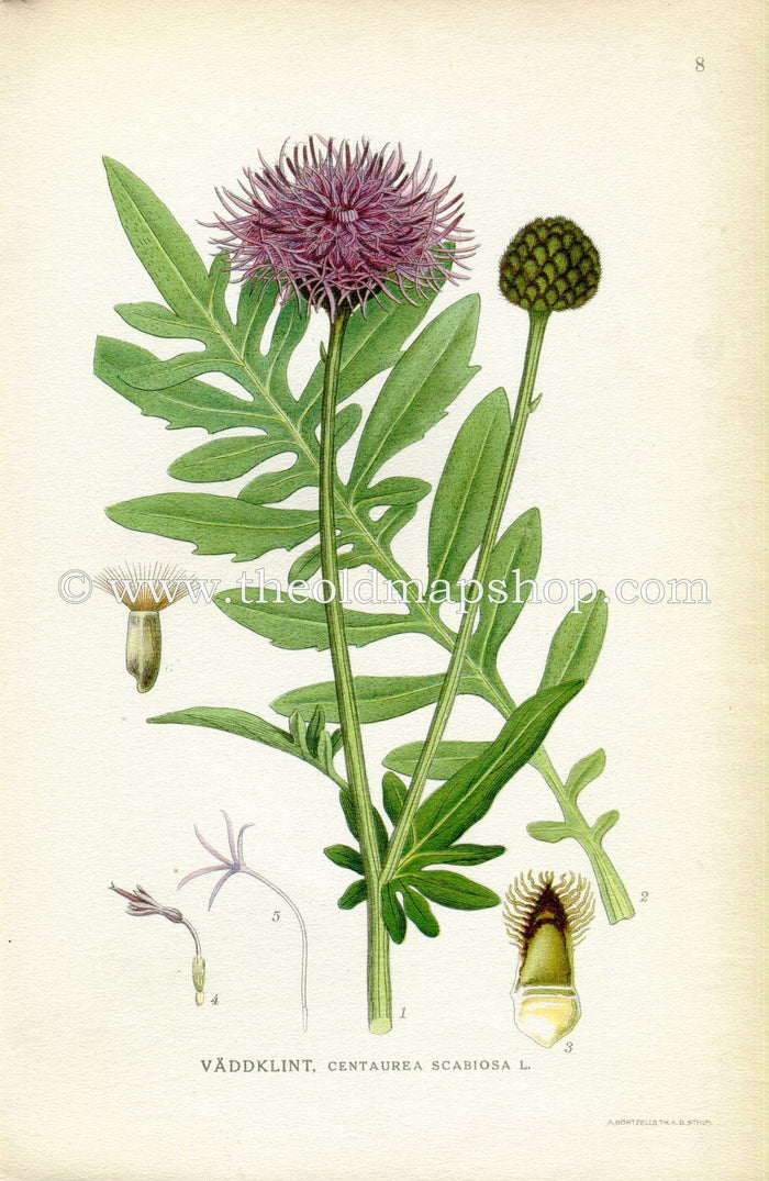 1922 Greater Knapweed Antique Print (Centaurea Scabiosa) by Lindman, Botanical Flower, Book Plate 8, Green, Purple.