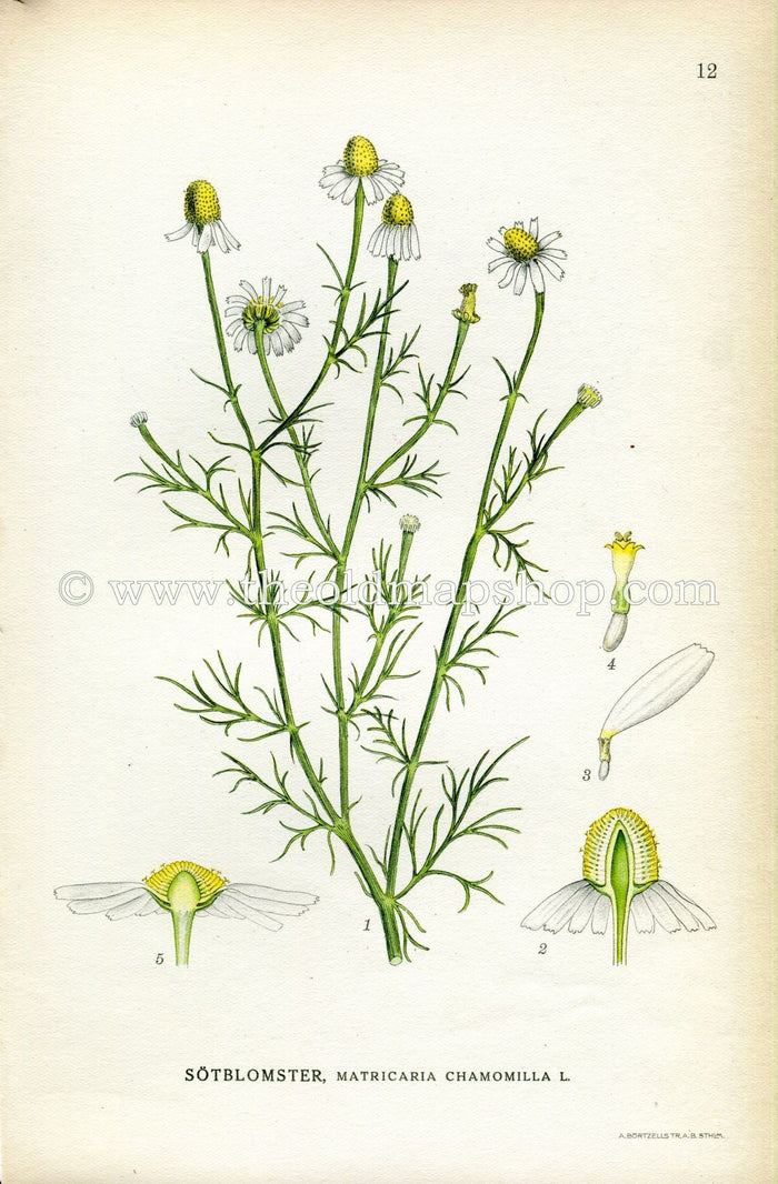 1922 German Chamomile Antique Print (Matricaria Chamomilla) by Lindman, Botanical Flower, Book Plate 12, Green, Yellow.