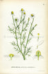 1922 German Chamomile Antique Print (Matricaria Chamomilla) by Lindman, Botanical Flower, Book Plate 12, Green, Yellow.