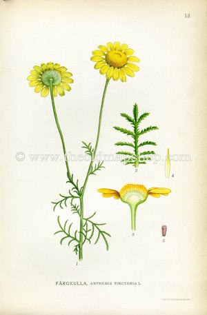 1922 Yellow, Golden Camomile Antique Print (Anthemis Tinctoria) by Lindman, Botanical Flower, Book Plate 13, Yellow, Green.