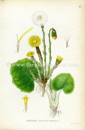 1922 Coltsfoot Antique Print (Tussilago Farfara) by Lindman, Botanical Flower, Book Plate 23, Green, Yellow.