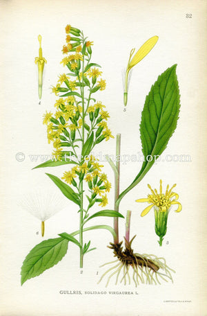 1922 European Goldenrod, Woundwort Antique Print (Solidago Virgaurea) by Lindman, Botanical Flower, Book Plate 32, Green, Yellow.
