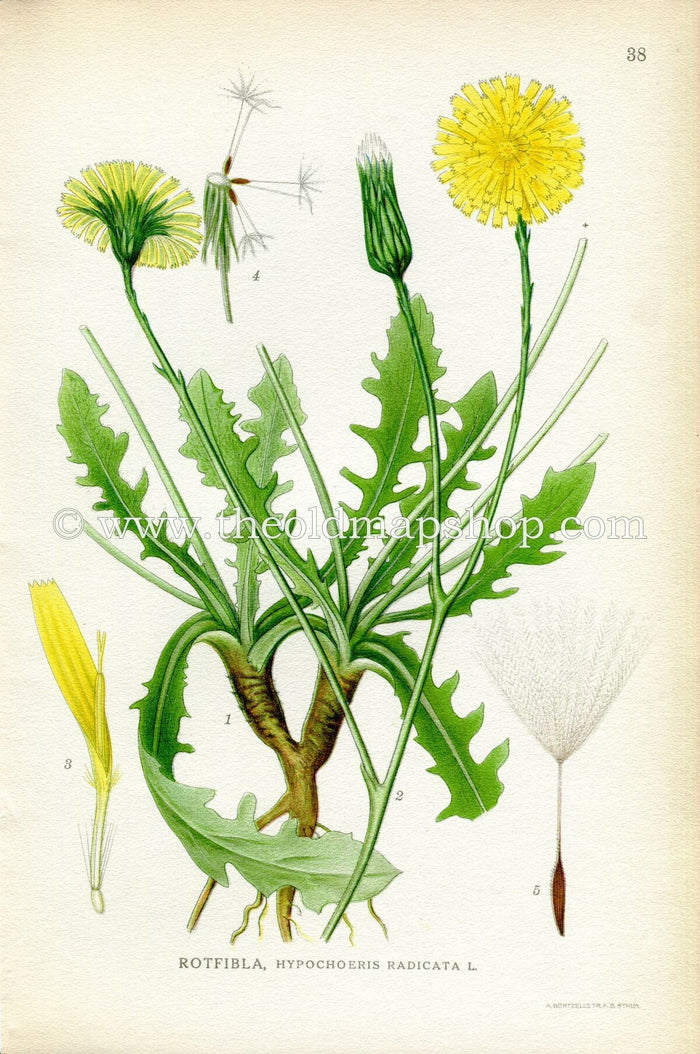 1922 Catsear, Flatweed, Cat's-ear Antique Print (Hypochoeris Radicata) by Lindman, Botanical Flower, Book Plate 38, Yellow, Green, White.