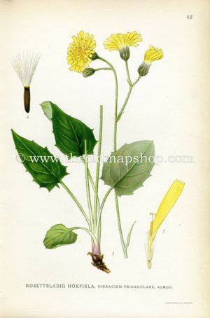 1922 Hawkweed Antique Print (Hieracium Triangulare) by Lindman, Botanical Flower, Book Plate 42, Yellow, Green.