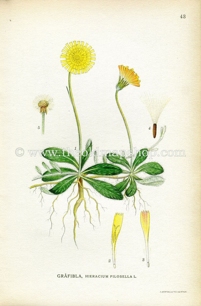 1922 Mouse-ear Hawkweed Antique Print (Hieracium Pilosella) by Lindman, Botanical Flower, Book Plate 43, Yellow, Green.