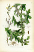 1922 Prickly Lettuce, Milk Thistle Antique Print (Lactuca Scariola, Serriola) by Lindman, Botanical Flower, Book Plate 45, Yellow, Green.