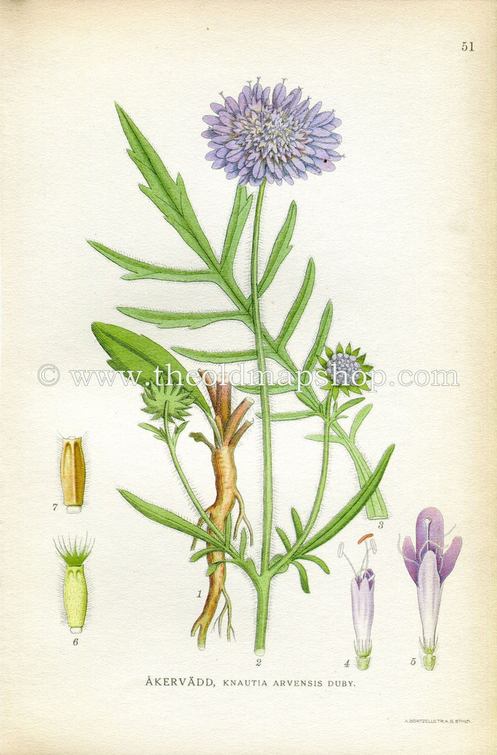 1922 Field Scabious Antique Print (Knautia Arvensis Duby) by Lindman, Botanical Flower, Book Plate 51, Green, Blue, Lilac.