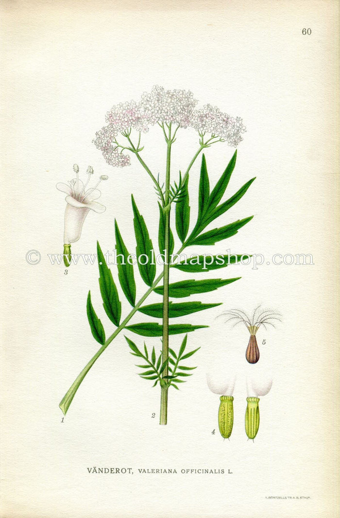 1922 Valerian Antique Print (Valeriana Officinalis) by Lindman, Botanical Flower Book Plate 60, Green, White, Pink
