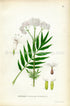 1922 Valerian Antique Print (Valeriana Officinalis) by Lindman, Botanical Flower Book Plate 60, Green, White, Pink