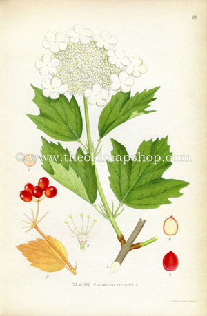 1922 Guelder-Rose Antique Print (Viburnum Opulus) by Lindman, Botanical Flower Book Plate 63, Green, Red, White