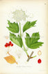1922 Guelder-Rose Antique Print (Viburnum Opulus) by Lindman, Botanical Flower Book Plate 63, Green, Red, White