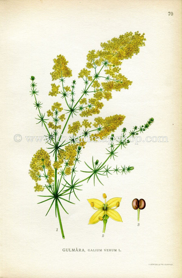 1922 Lady's Bedstraw, Yellow Bedstraw Antique Print (Galium Verum) by Lindman, Botanical Flower Book Plate 70, Green, Yellow