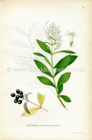 1922 Wild Privet Antique Print (Ligustrum Vulgare) by Lindman, Botanical Flower Book Plate 73, Green, White