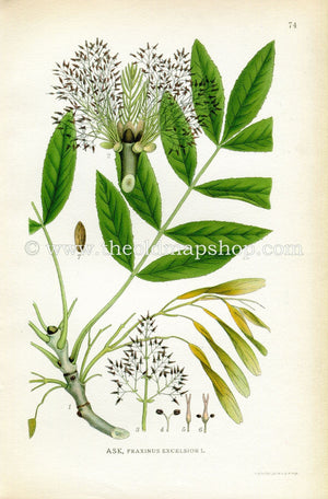 1922 European Ash Antique Print (Fraxinus Excelsior) by Lindman, Botanical Flower Book Plate 74, Green