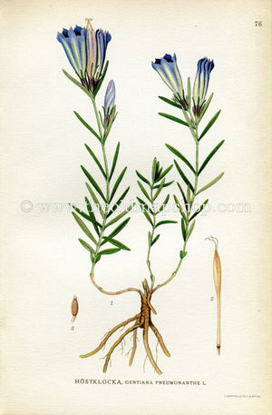1922 Marsh Gentian Antique Print (Gentiana Pneumonanthe) by Lindman, Botanical Flower Book Plate 76, Green, Blue