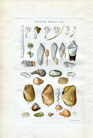 G B Sowerby Antique Shell Print, 1859 1st edition. Hand Coloured Engraving, Book Plate I