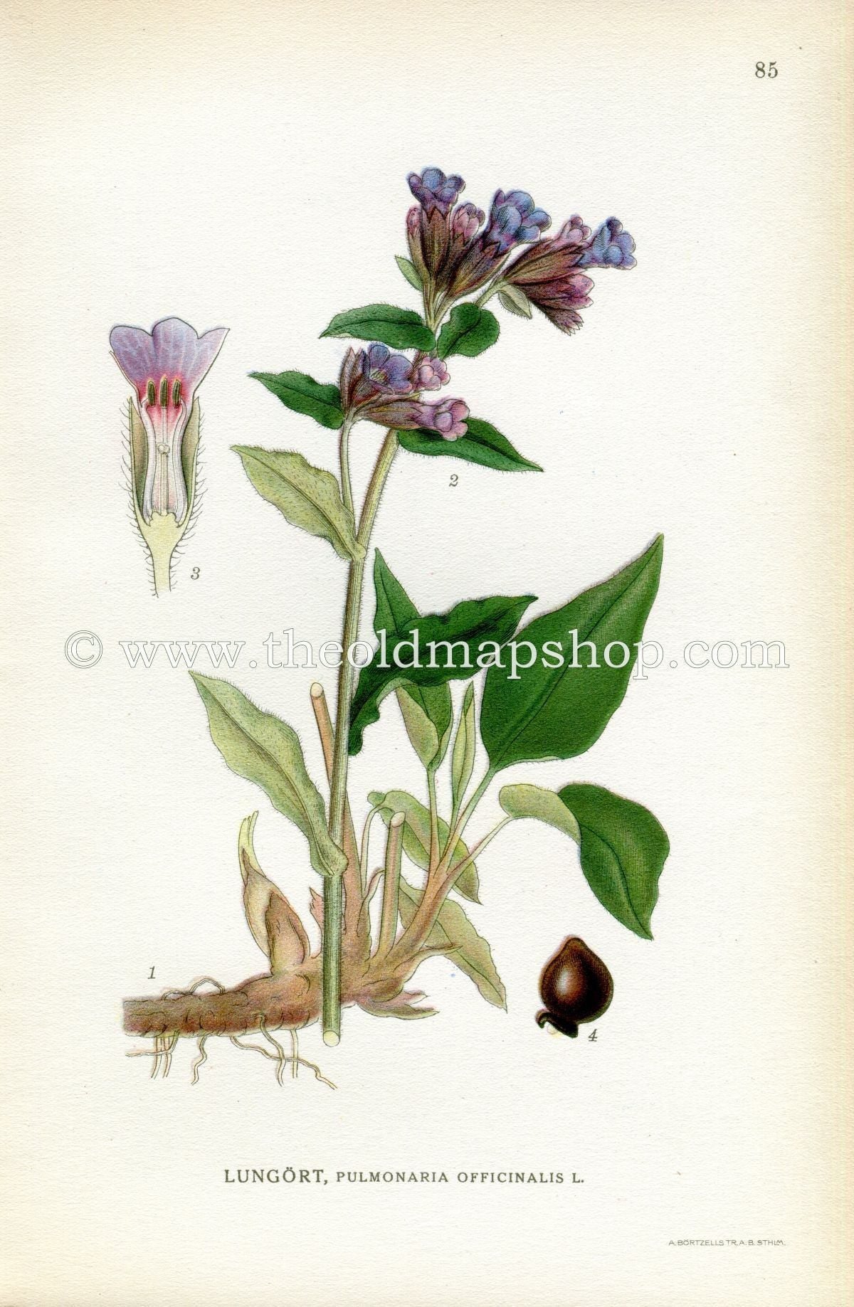 1922 Lungwort, Mary's Tears Antique Print (Pulmonaria Officinalis) by Lindman, Botanical Flower Book Plate 85, Green, Pink, Purple