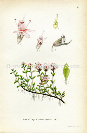 1922 Wild Thyme, Breckland Thyme Antique Print (Thymus Serpyllum) by Lindman, Botanical Flower Book Plate 90, Green, Pink