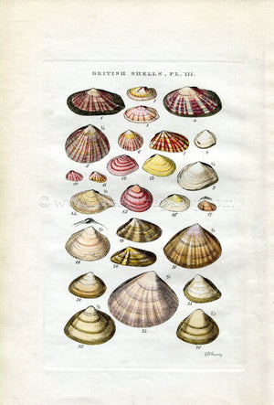 G B Sowerby Antique Shell Print, 1859 1st edition. Hand Coloured Engraving, Book Plate III