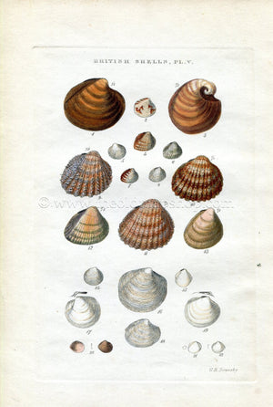 G B Sowerby Antique Shell Print, 1859 1st edition. Hand Coloured Engraving, Book Plate V
