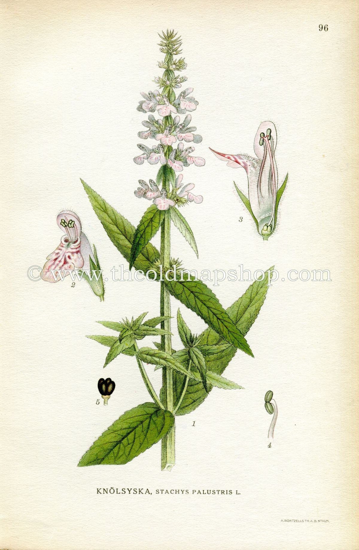 1922 Marsh Woundwort, Hedge-nettle, Antique Print (Stachys palustris) by Lindman, Botanical Flower Book Plate 96, Green, Pink