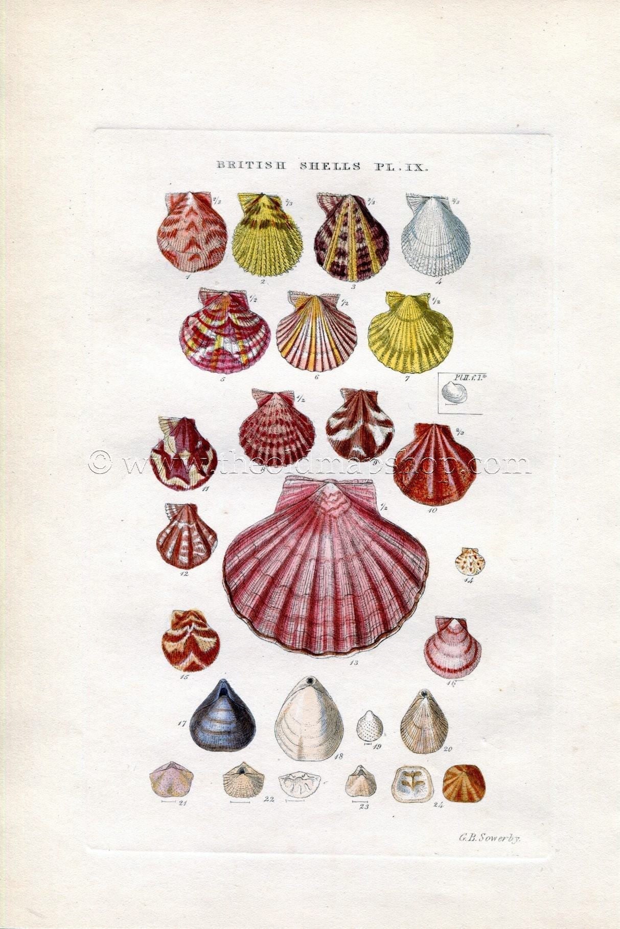 G B Sowerby Antique Shell Print, 1859 1st edition. Hand Coloured Engraving, Book Plate IX