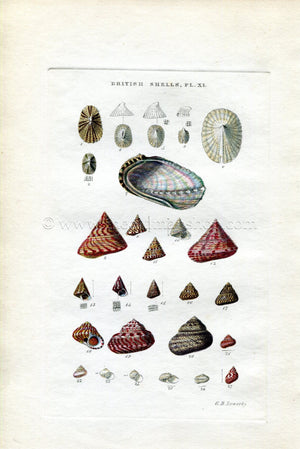 G B Sowerby Antique Shell Print, 1859 1st edition. Hand Coloured Engraving, Book Plate XI
