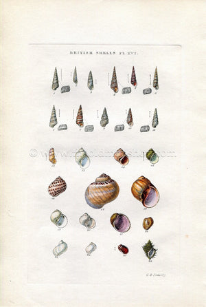 G B Sowerby Antique Shell Print, 1859 1st edition. Hand Coloured Engraving, Book Plate XVI