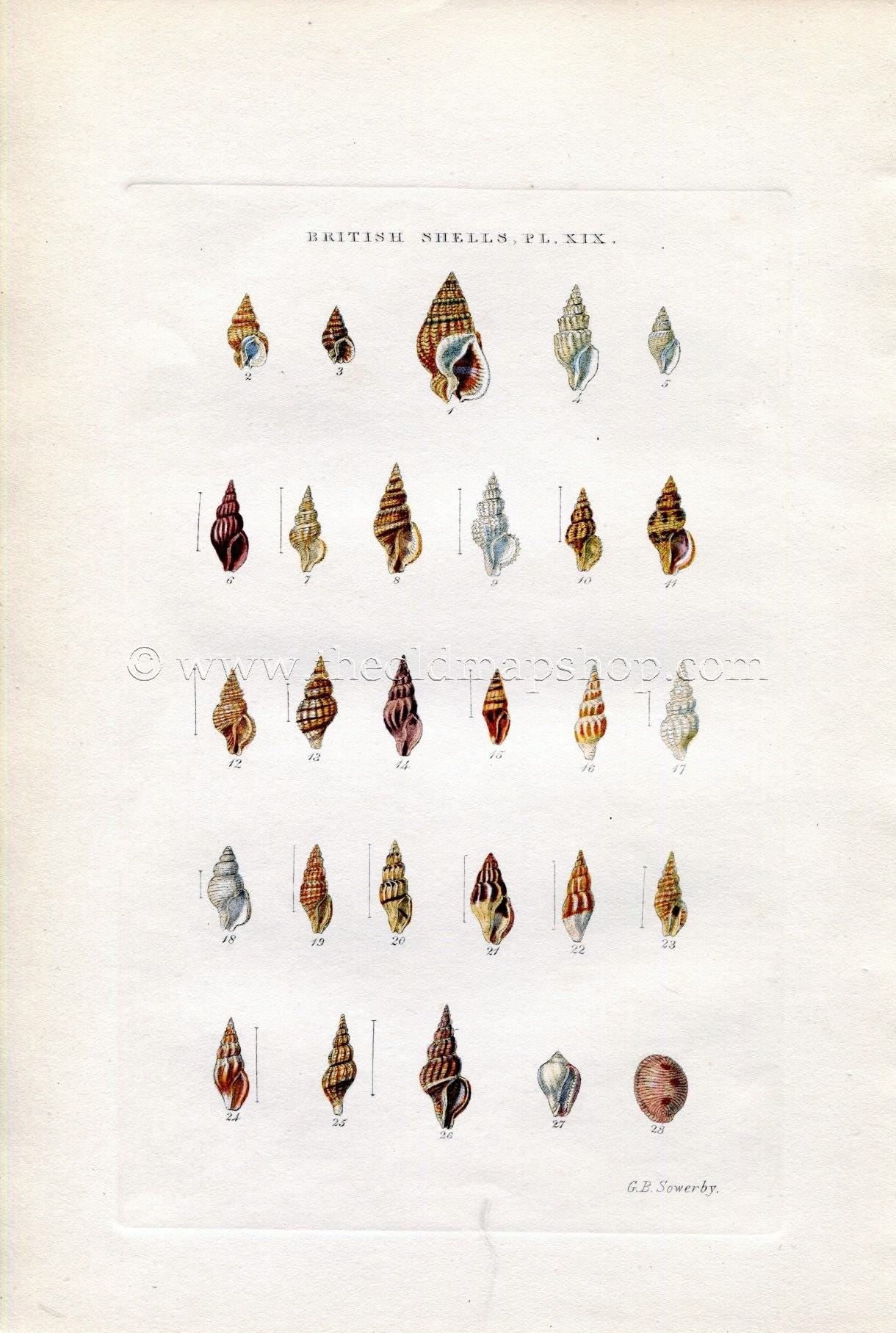 G B Sowerby Antique Shell Print, 1859 1st edition. Hand Coloured Engraving, Book Plate XIX