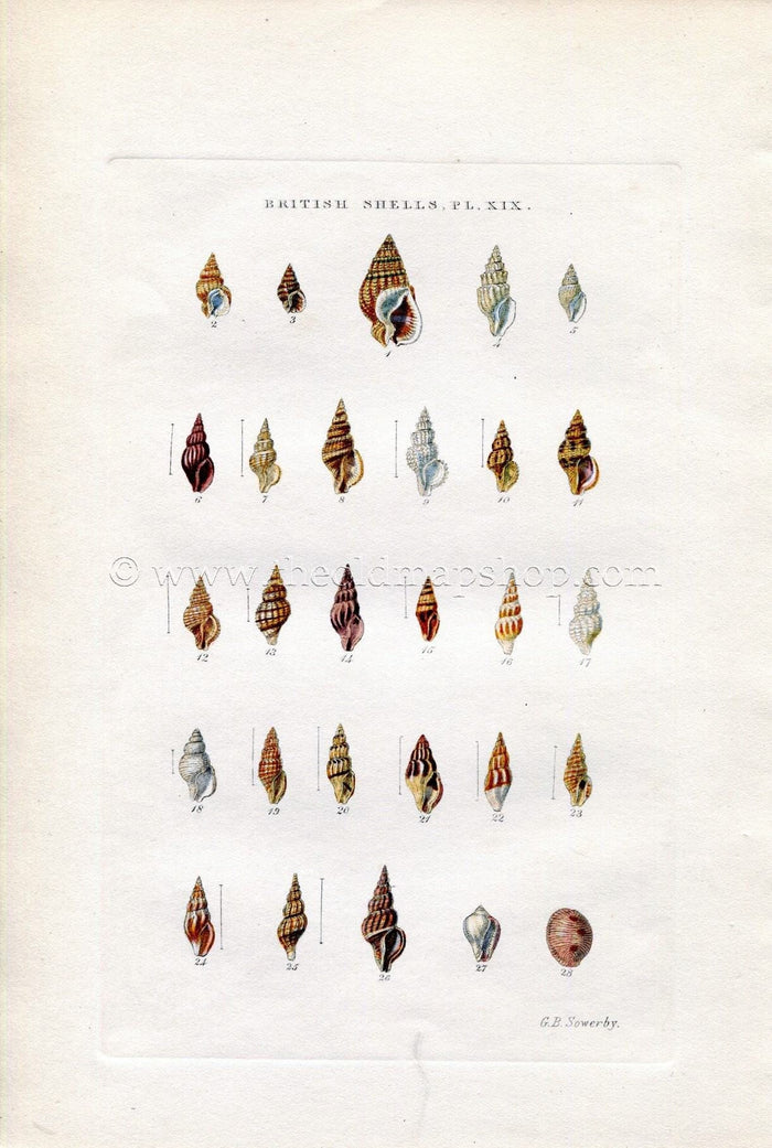 G B Sowerby Antique Shell Print, 1859 1st edition. Hand Coloured Engraving, Book Plate XIX