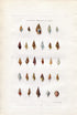 G B Sowerby Antique Shell Print, 1859 1st edition. Hand Coloured Engraving, Book Plate XIX