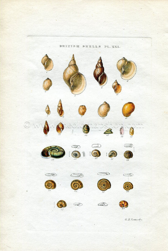 G B Sowerby Antique Shell Print, 1859 1st edition. Hand Coloured Engraving, Book Plate XXI