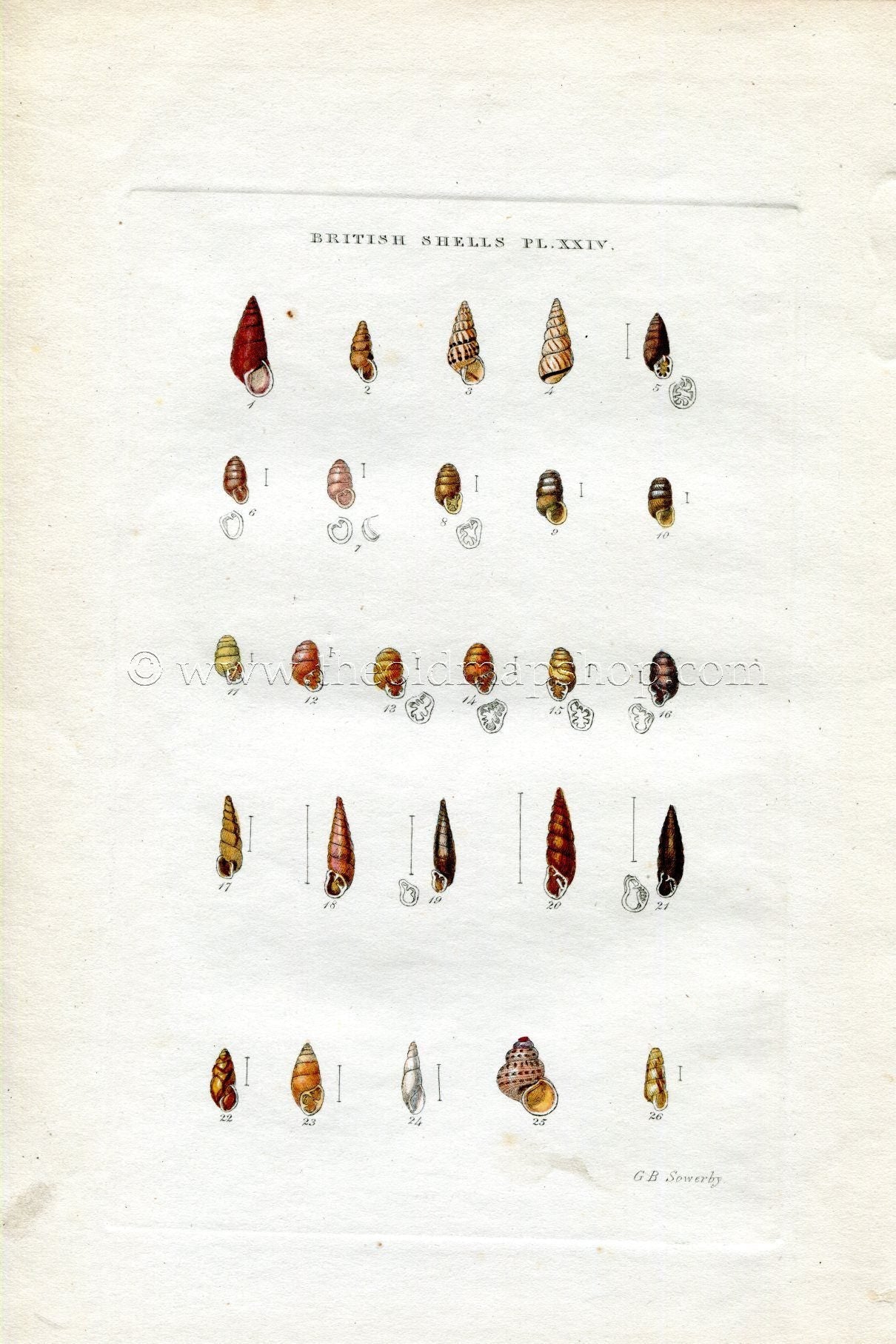 G B Sowerby Antique Shell Print, 1859 1st edition. Hand Coloured Engraving, Book Plate XXIV
