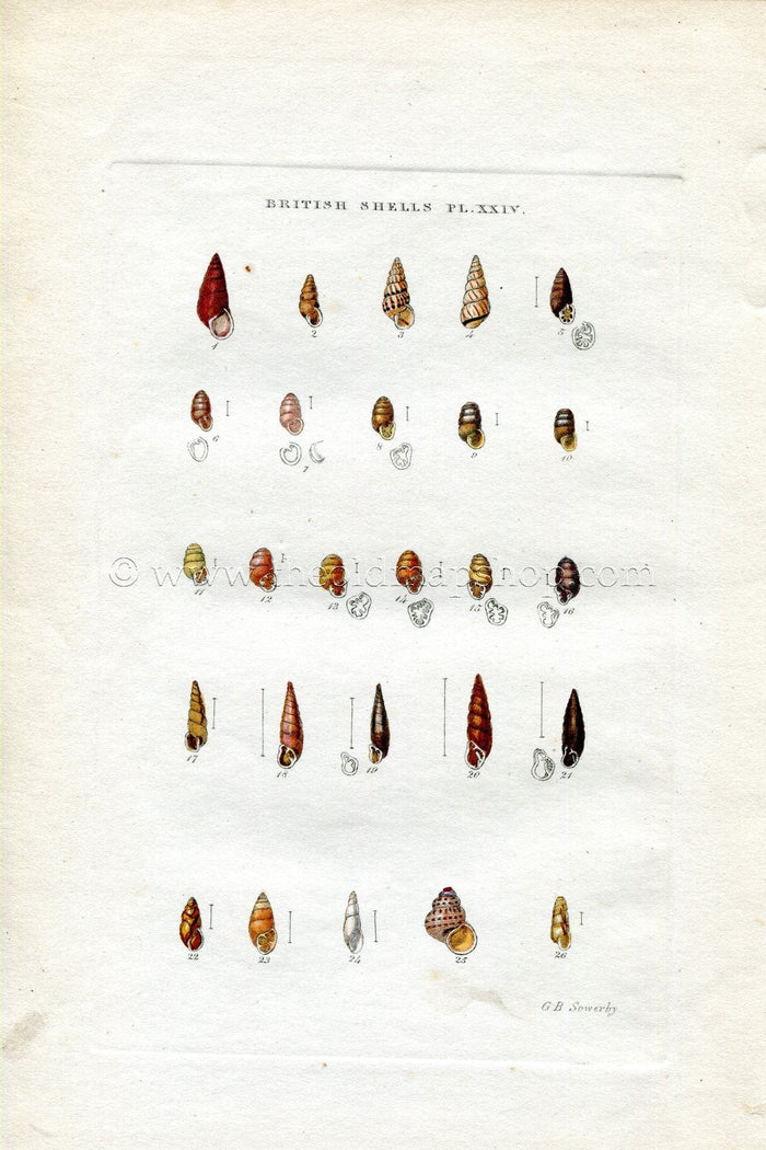 G B Sowerby Antique Shell Print, 1859 1st edition. Hand Coloured Engraving, Book Plate XXIV