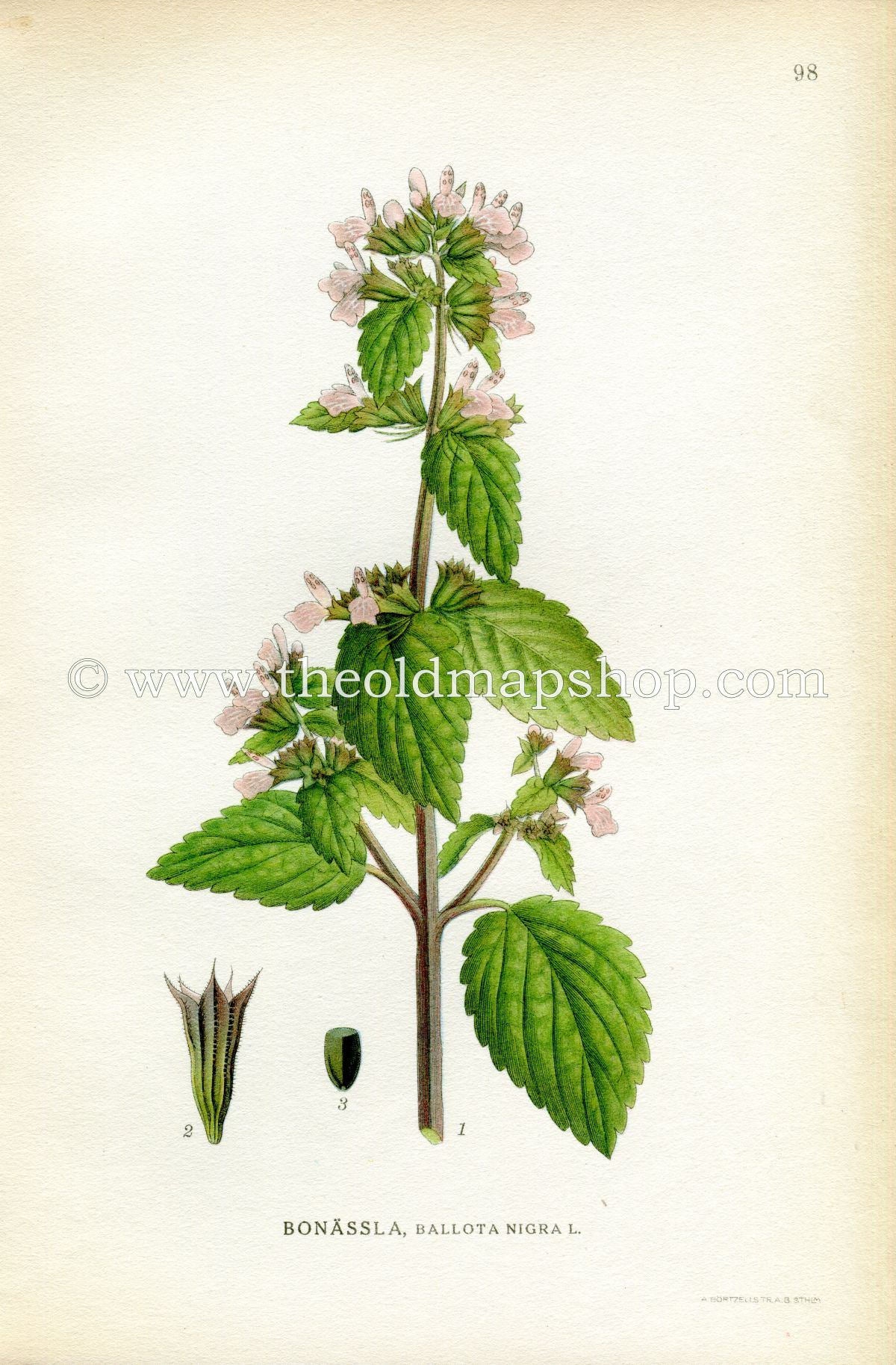 1922 Black Horehound, Antique Print (Ballota Nigra) by Lindman, Botanical Flower Book Plate 98, Green, Pink