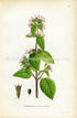 1922 Black Horehound, Antique Print (Ballota Nigra) by Lindman, Botanical Flower Book Plate 98, Green, Pink