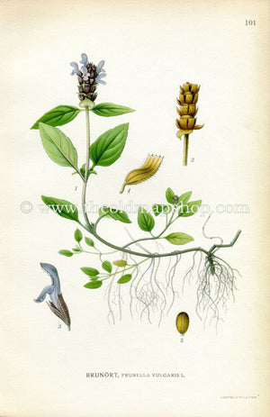 1922 Common Self-heal, Heal-all, Antique Print (Prunella Vulgaris) by Lindman, Botanical Flower Book Plate 101, Green, Blue, Purple