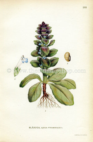 1922 Pyramidal Bugle, Antique Print (Ajuga Pyramidalis) by Lindman, Botanical Flower Book Plate 103, Green, Purple